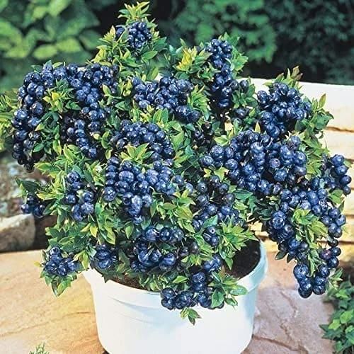 Blueberry Fruit Seeds