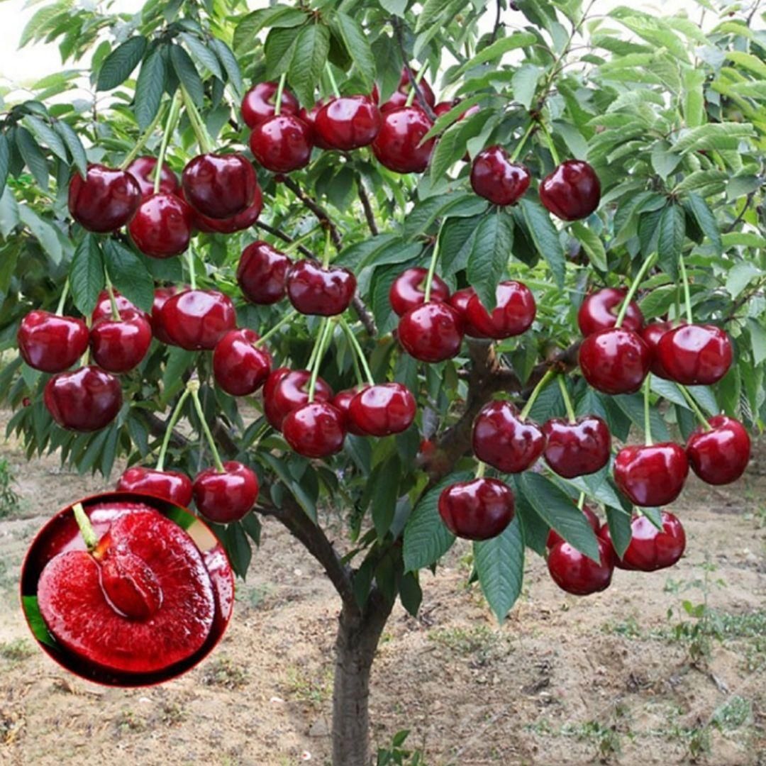 Cherry Fruit Seeds