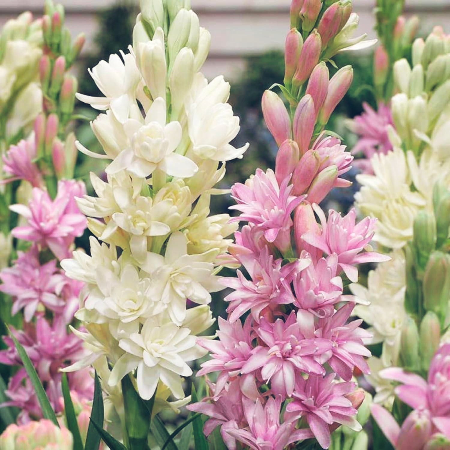 Rajnigandha Tuberose Bulbs (Pack of 2)